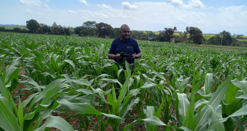 Effect of nitrogen application fertilizer on maize growth