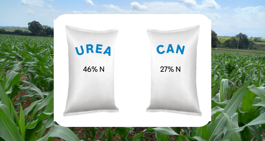 Urea vs. Calcium Ammonium Nitrate (CAN) for Top Dressing