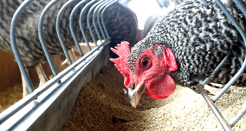 Why is feed analysis important in animal nutrition