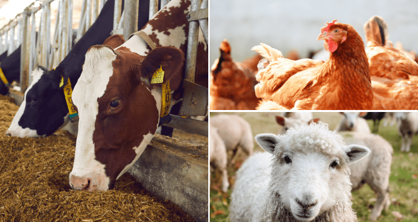 Chicken Liver Hydrolysate powder manufacturer Chicken Liver Hydrolysate powder manufacturer