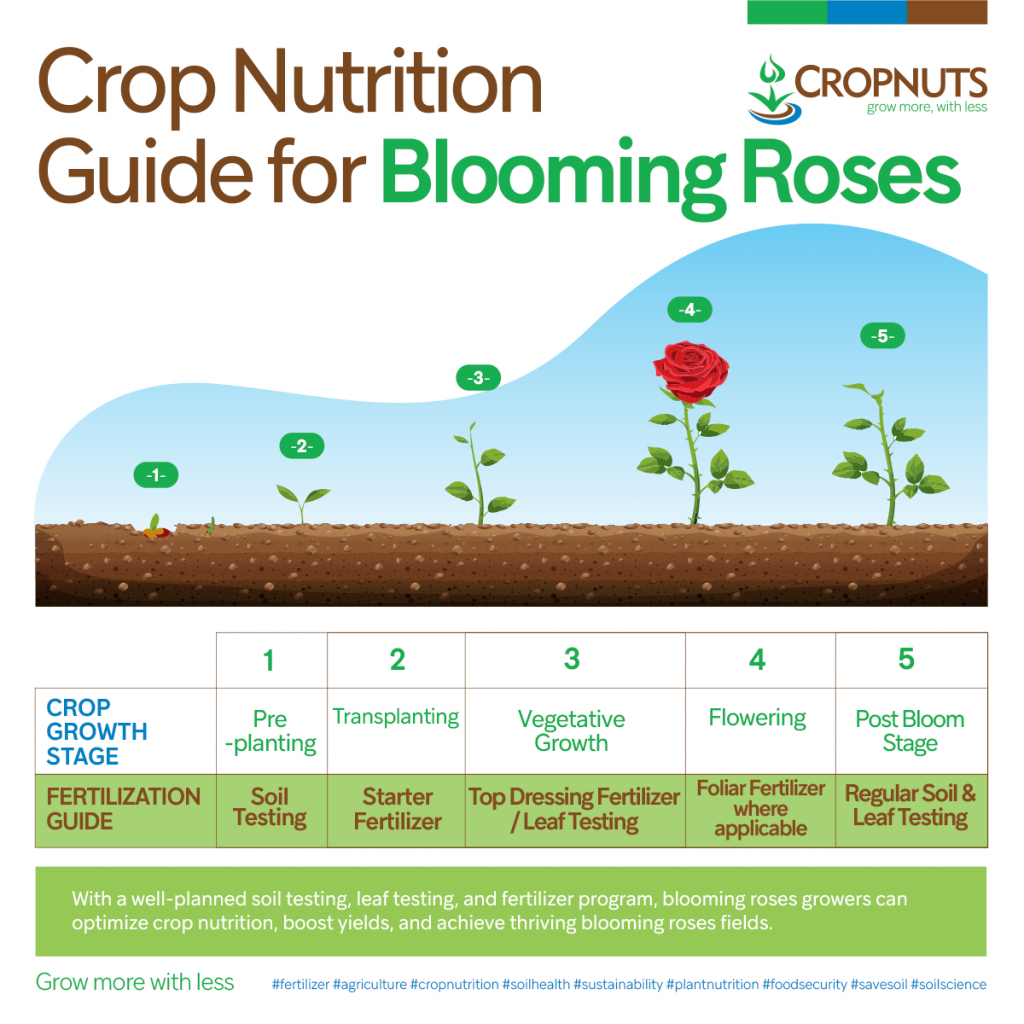 Roses Growth Stages & Fertilizer Program