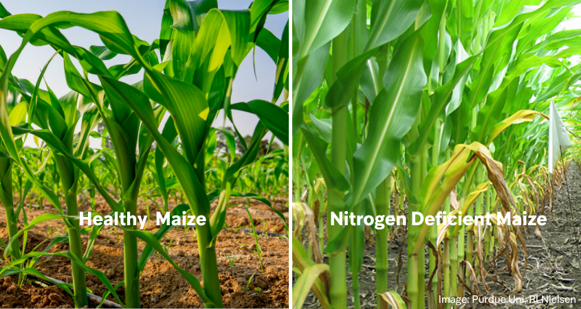 Deficiency of nitrogen in plants and fertilizer treatment