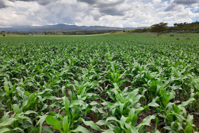 Pre-emergence Herbicides for Maize