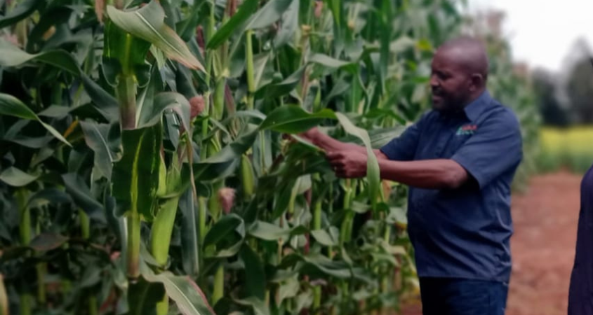 Maize Varieties for 2024