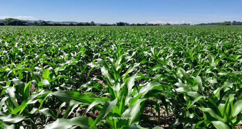 Managing Fertilizer Costs Amidst Economic Challenges