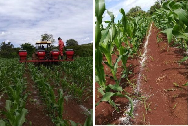 Effect of nitrogen fertilizer on maize crop growth