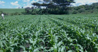 avocado farming business plan kenya