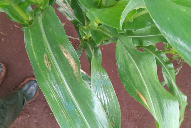 Northern Corn Leaf Blight (NCLB) in maize