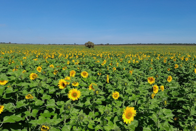 Examples of off-season crops