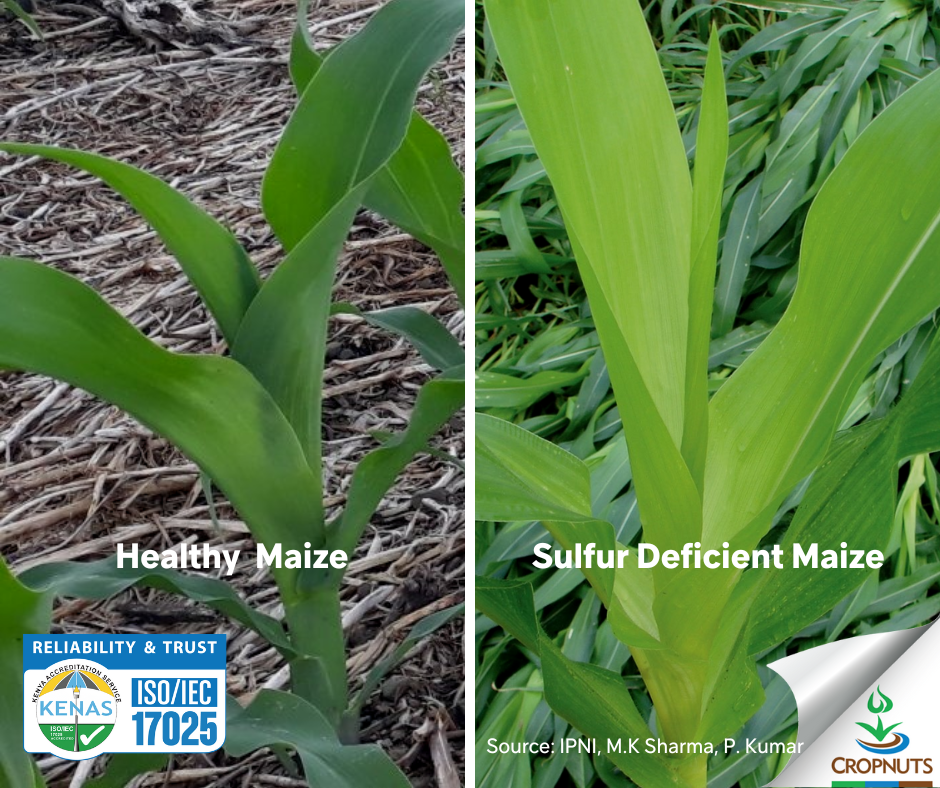 Deficiency of sulphur sulfur in plants