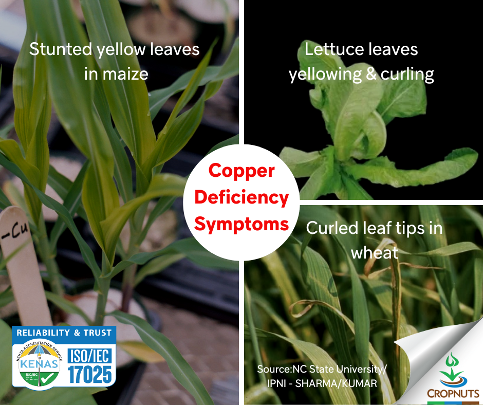 Deficiency of copper in plants