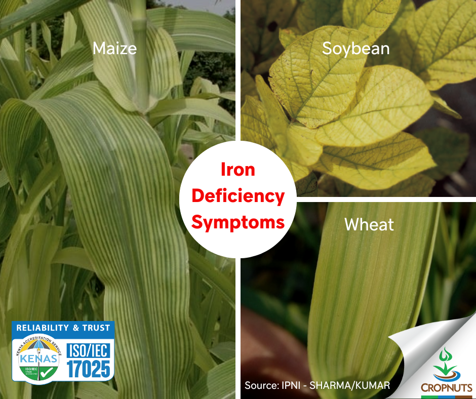 Deficiency symptoms of iron in plants