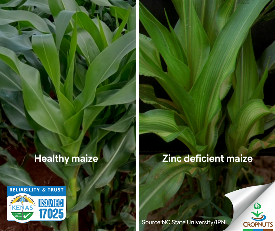 Deficiency symptoms of zinc in plants