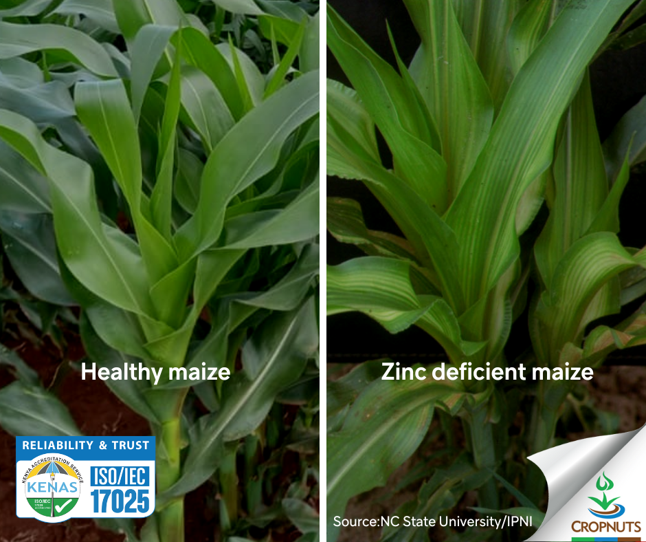 Zinc Nutrient Deficiency In Plants Zinc Nutrient Deficiency In Plants