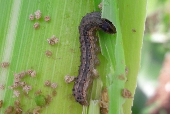 fall armyworm control