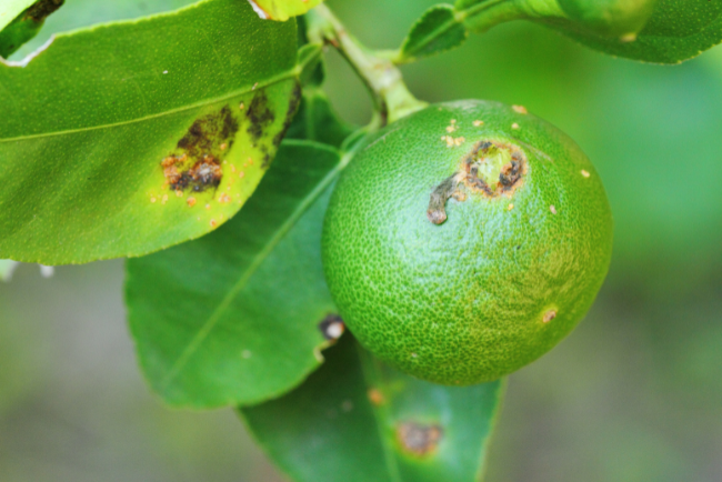 Methods of detection and diagnosis of plant diseases pathogens