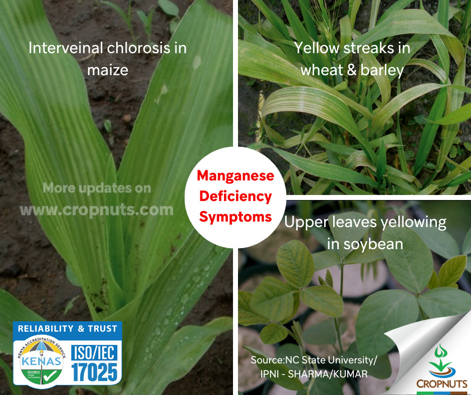 Deficiency of manganese in plants