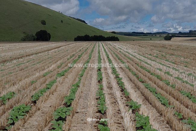 The Synergy Effect of Combining Soil and Leaf Testing