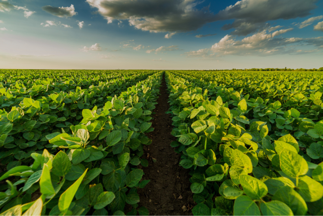 The Role of Soil Health in Crop Protection