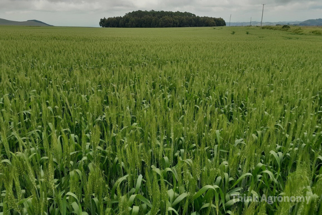 Battling Broadleaf Weeds in Cereals