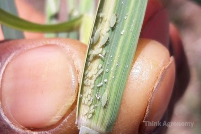 Aphids in barley treatment