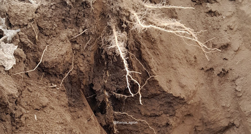 Physical aspects of soil health create a soil environment where plant roots flourish, water is conserved and air is infiltrated