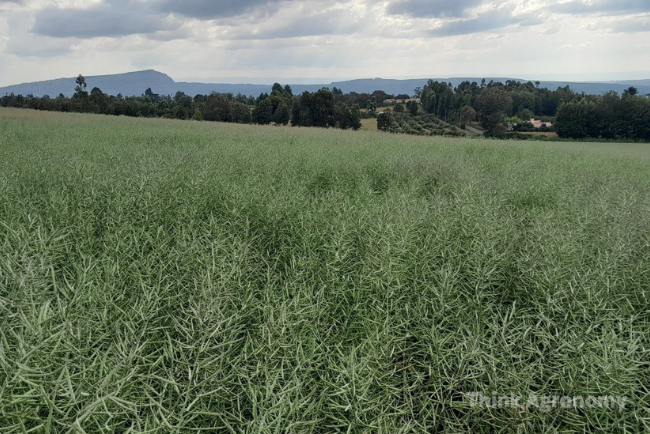 canola seed deep sowing