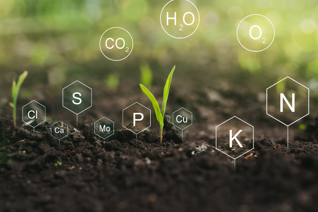 Chemical aspects or properties of soil health are soil nutrients, pH, cation exchange capacity (CEC), organic matter content, and salinity