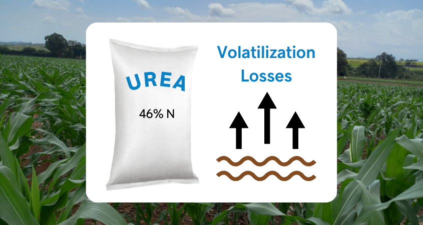 Maximizing the Performance of Urea Top Dressing