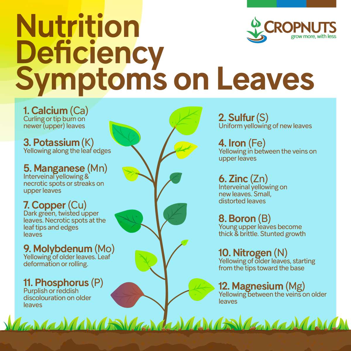 Role of Soil Testing in Remedying Plant Nutrition Deficiencies - Cropnuts
